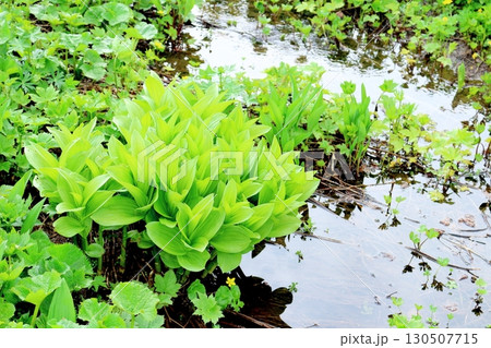 6月の栂池自然園　後編その1　　　　春の栂池自然園　　　信州の自然　　　信州の景色 130507715