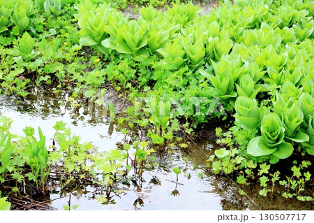 6月の栂池自然園　後編その1　　　　春の栂池自然園　　　信州の自然　　　信州の景色 130507717