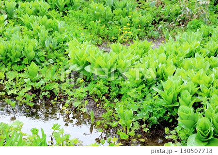 6月の栂池自然園　後編その1　　　　春の栂池自然園　　　信州の自然　　　信州の景色 130507718
