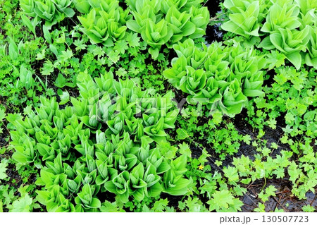 6月の栂池自然園　後編その1　　　　春の栂池自然園　　　信州の自然　　　信州の景色 130507723