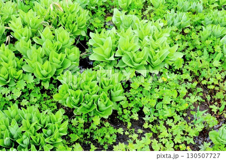 6月の栂池自然園 後編その1    春の栂池自然園   信州の自然   信州の景色 6月の栂池自然園 後編その1    春の栂池自然園   信州の自然   信州の景色 130507727