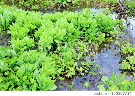 6月の栂池自然園 後編その1 春の栂池自然園 信州の自然 信州の景色 6月の栂池自然園 後編その1 春の栂池自然園 信州の自然 信州の景色 130507734