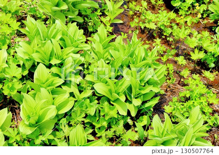 6月の栂池自然園 後編その1 春の栂池自然園 信州の自然 信州の景色 6月の栂池自然園 後編その1 春の栂池自然園 信州の自然 信州の景色 130507764