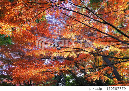 日本の晩秋楽しい紅葉美しい季節3 130507779