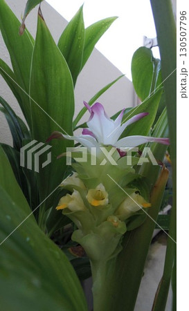 ベランダで咲いたウコンの花 130507796