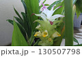 ベランダで咲いたウコンの花 130507798
