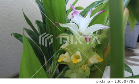 ベランダで咲いたウコンの花 130507798