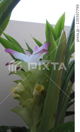 ベランダで咲いたウコンの花 ベランダで咲いたウコンの花 130507799