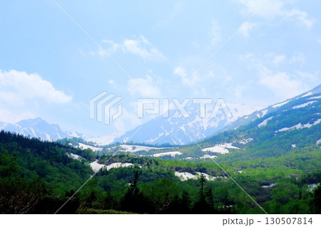 6月の栂池自然園 後編その1 春の栂池自然園 信州の自然 信州の景色 6月の栂池自然園 後編その1 春の栂池自然園 信州の自然 信州の景色 130507814