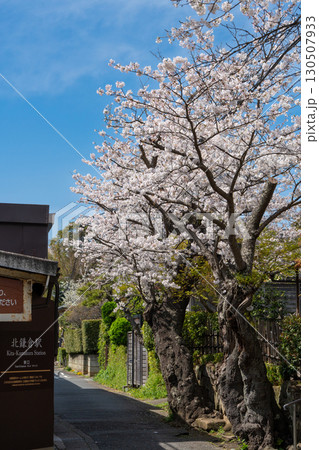 北鎌倉駅前に咲く桜並木 ― 春の訪れ 130507933