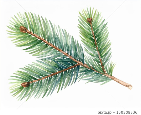 Watercolor Illustration of Evergreen Branch with Green Needles on White Background 130508536