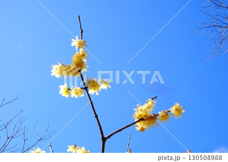 青空に咲く黄色いロウバイ 【相模原市津久井 2月】 青空に咲く黄色いロウバイ 【相模原市津久井 2月】 130508988