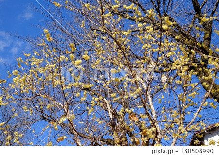 山桜の木立とロウバイ 【相模原市津久井 2月】 山桜の木立とロウバイ 【相模原市津久井 2月】 130508990