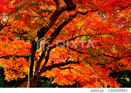 都立庭園　小石川後楽園　赤く染まったもみじの紅葉 130508991
