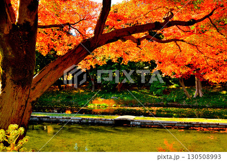 都立庭園 小石川後楽園 赤く染まったもみじの紅葉 都立庭園 小石川後楽園 赤く染まったもみじの紅葉 130508993