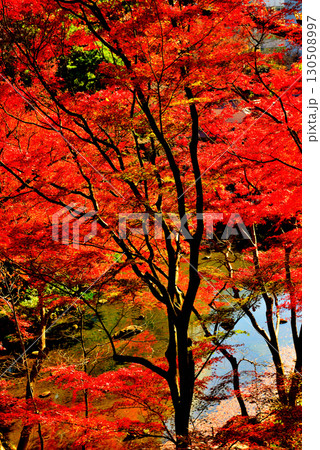 都立庭園　小石川後楽園　赤く染まったもみじの紅葉 130508997
