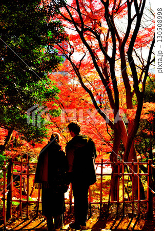 都立庭園　小石川後楽園　赤く染まったもみじの紅葉 130508998