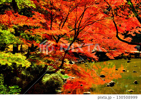都立庭園 小石川後楽園 赤く染まったもみじの紅葉 都立庭園 小石川後楽園 赤く染まったもみじの紅葉 130508999