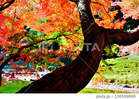 都立庭園　小石川後楽園　赤く染まったもみじの紅葉 130509000