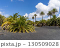 A scenic view of palm trees thriving on black volcanic sand under a bright blue sky with fluffy clouds. 130509028