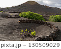 Vineyard landscape in Lanzarote, showcasing unique volcanic soil and traditional cultivation techniques. 130509029