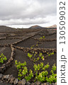 A unique vineyard landscape of Lanzarote, with vines growing in volcanic soil, surrounded by stone walls.  130509032