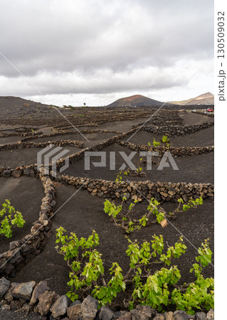 A unique vineyard landscape of Lanzarote, with vines growing in volcanic soil, surrounded by stone walls.  130509032