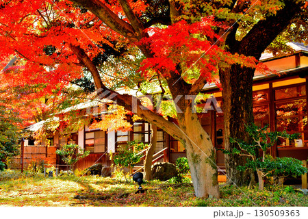 都立庭園 小石川後楽園 赤く染まったもみじの紅葉 都立庭園 小石川後楽園 赤く染まったもみじの紅葉 130509363