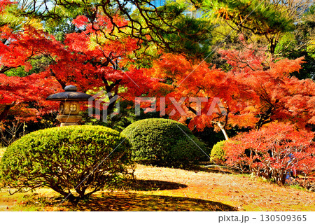 都立庭園　小石川後楽園　赤く染まったもみじの紅葉 130509365