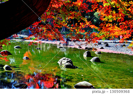 都立庭園 小石川後楽園 赤く染まったもみじの紅葉 都立庭園 小石川後楽園 赤く染まったもみじの紅葉 130509368