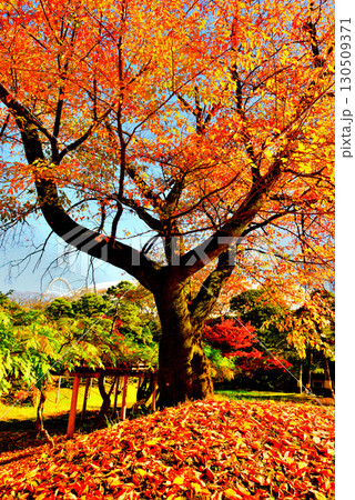 都立庭園 小石川後楽園 赤く染まったもみじの紅葉 都立庭園 小石川後楽園 赤く染まったもみじの紅葉 130509371