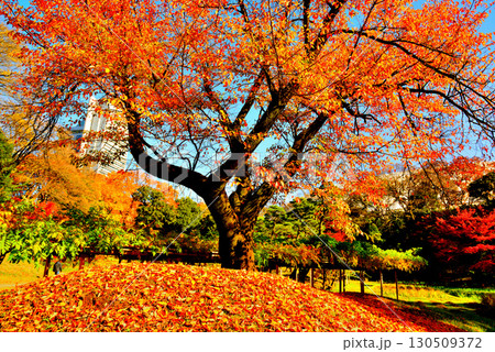 都立庭園 小石川後楽園 赤く染まったもみじの紅葉 都立庭園 小石川後楽園 赤く染まったもみじの紅葉 130509372