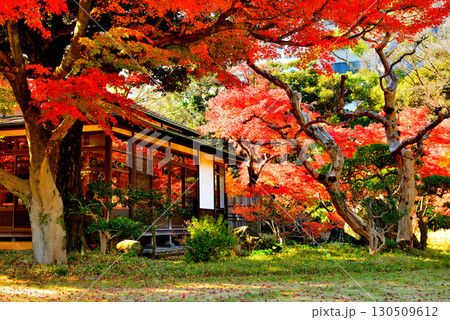都立庭園　小石川後楽園　赤く染まったもみじの紅葉 130509612