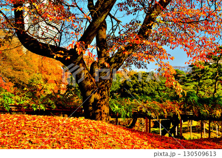 都立庭園 小石川後楽園 赤く染まったもみじの紅葉 都立庭園 小石川後楽園 赤く染まったもみじの紅葉 130509613