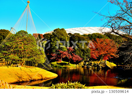 都立庭園 小石川後楽園 赤く染まったもみじの紅葉 都立庭園 小石川後楽園 赤く染まったもみじの紅葉 130509614