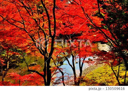 都立庭園　小石川後楽園　赤く染まったもみじの紅葉 130509616