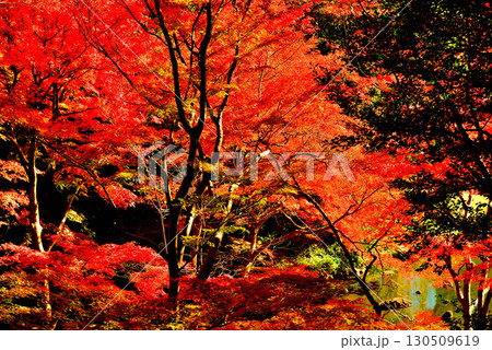 都立庭園 小石川後楽園 赤く染まったもみじの紅葉 都立庭園 小石川後楽園 赤く染まったもみじの紅葉 130509619