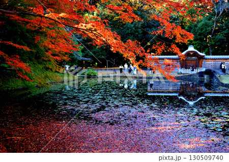 都立庭園 小石川後楽園 赤く染まったもみじの紅葉 都立庭園 小石川後楽園 赤く染まったもみじの紅葉 130509740