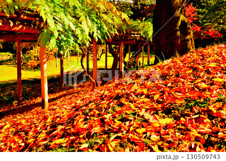 都立庭園　小石川後楽園　赤く染まったもみじの紅葉 130509743