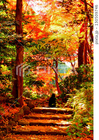 都立庭園 小石川後楽園 赤く染まったもみじの紅葉 都立庭園 小石川後楽園 赤く染まったもみじの紅葉 130509746