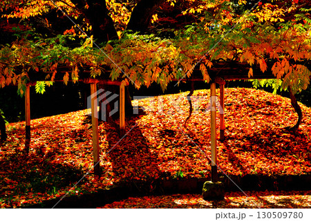 都立庭園　小石川後楽園　赤く染まったもみじの紅葉 130509780