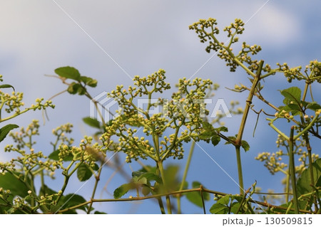 夏の野原に咲くヤブカラシの小さなピンク色の花 130509815