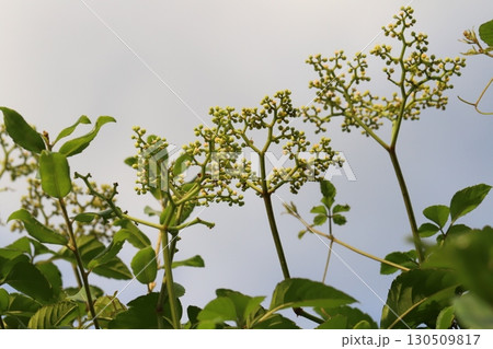 夏の野原に咲くヤブカラシの小さなピンク色の花 夏の野原に咲くヤブカラシの小さなピンク色の花 130509817