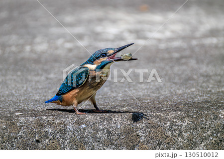 魚を食べるカワセミの幼鳥 魚を食べるカワセミの幼鳥 130510012