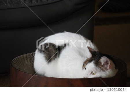 まるまる猫 まるまる猫 130510054