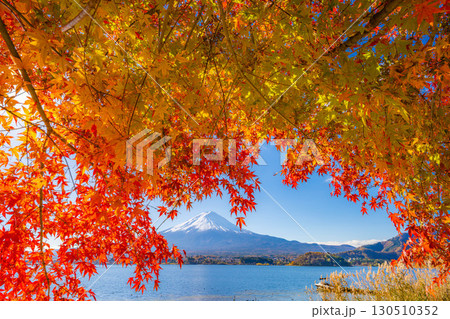 【富士山素材】秋の河口湖から見る冠雪した富士山と紅葉【山梨県】 【富士山素材】秋の河口湖から見る冠雪した富士山と紅葉【山梨県】 130510352