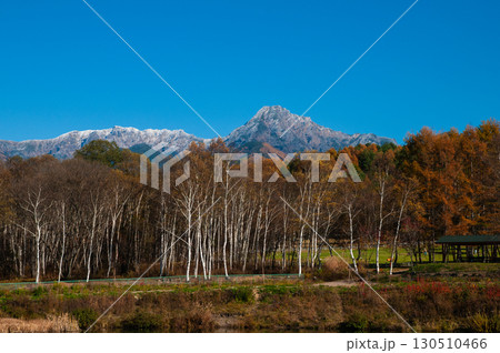 阿弥陀岳と白樺 阿弥陀岳と白樺 130510466
