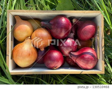 Onions vegetables in the crate Onions vegetables in the crate 130510468