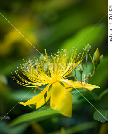 咲き誇るビヨウヤナギ 咲き誇るビヨウヤナギ 130510879