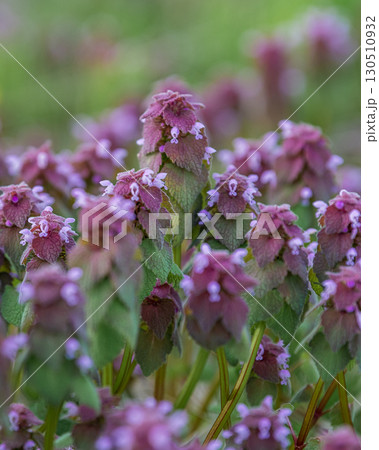 ヒメオドリコソウの群生 130510932